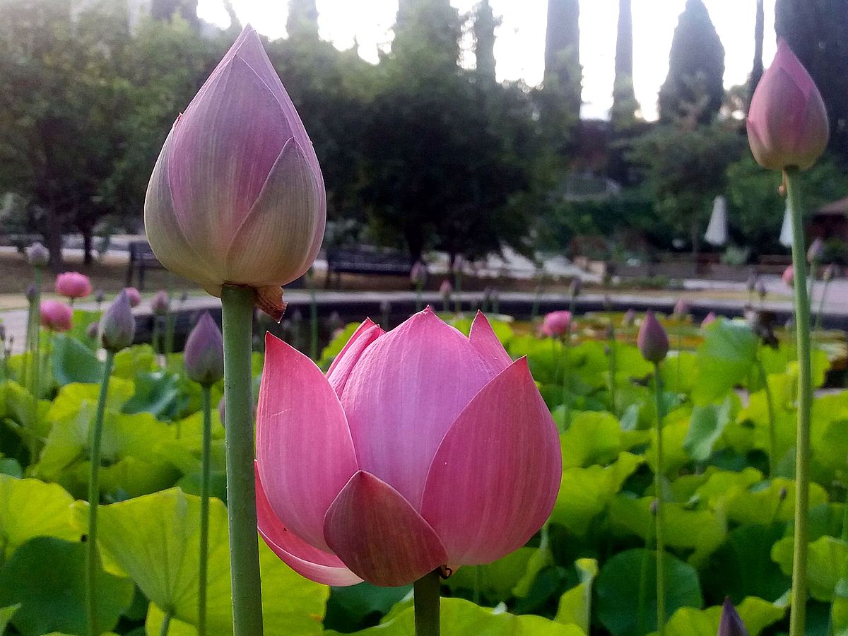 Nelumbo nucifera flor Nelumbo nucifera