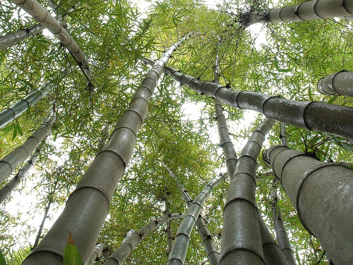 Bambusa vulgaris Bambusa vulgaris